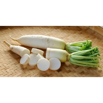 Fresh Radish 